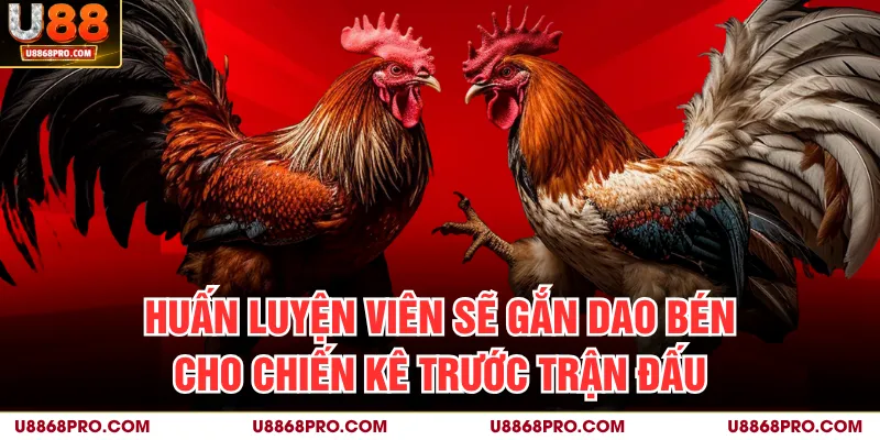 Huấn luyện viên sẽ gắn dao bén cho chiến kê trước trận đấu