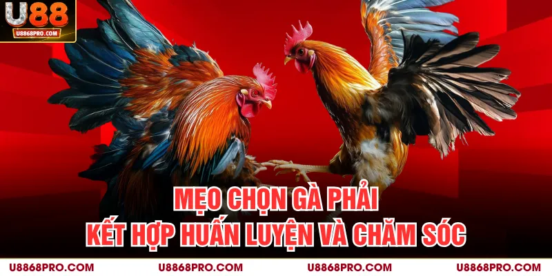 Mẹo chọn gà phải kết hợp huấn luyện và chăm sóc